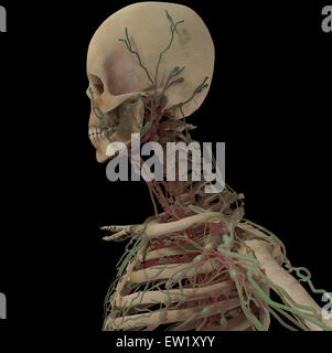 3D rendering del cranio umano con il sistema linfatico, vista laterale. Foto Stock