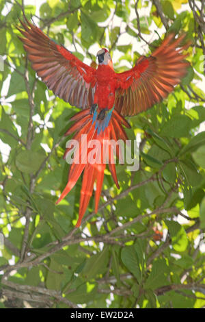 Scarlet Macaw (Ara macao) in volo, Osa Penisola Corcovado N.P, Costa Rica Foto Stock