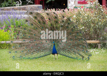 Peacock con le sue piume esteso a Paignton Zoo in Devon Foto Stock