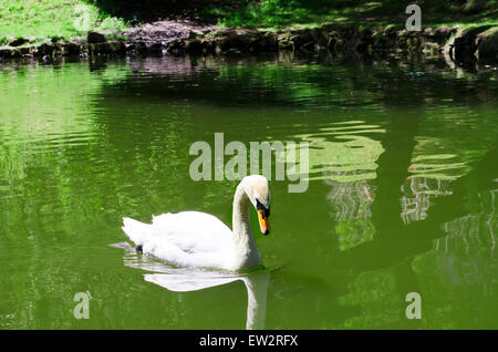 Swan galleggia sul lago Foto Stock