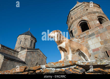 Cane nel XIV secolo Chiesa della Santa Trinità (Tsminda Sameba) vicino al villaggio di Gergeti, Stepantsminda town e il Monte Kazbek in Georgia Foto Stock