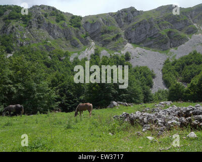 Percorso I1, Val di Rose, due cavalli con il Monte Boccanera in background Foto Stock