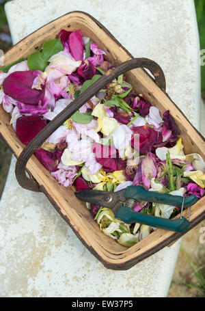 Punto morto fiori con secateurs in un trug in legno su un giardino di pietra sede Foto Stock