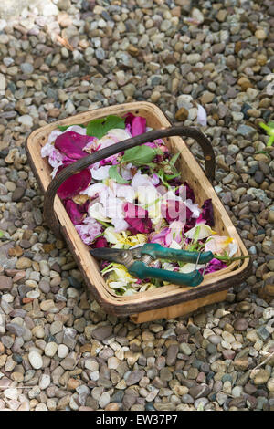 Punto morto fiori con secateurs in un trug in legno su un sentiero di ghiaia Foto Stock