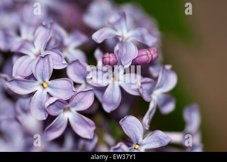 Fiori lilla con tre piccole gemme macro. Foto Stock