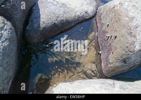 Rocce di gneiss closeup con alghe in piscina naturale sulla Spiaggia Skrea a Falkenberg (Svezia). Foto Stock