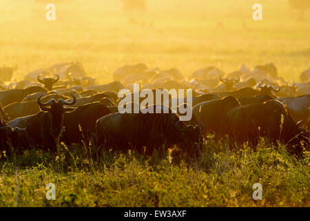 Wildebeests (Connochaetes taurinus) pascolo del bestiame durante la migrazione di sunrise, Serengeti National Park, Tanzania. Foto Stock