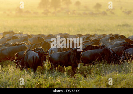 Wildebeests (Connochaetes taurinus) pascolo del bestiame durante la migrazione di sunrise, Serengeti National Park, Tanzania. Foto Stock