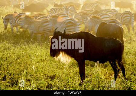 Wildebeests (Connochaetes taurinus) permanente sulla savana e pianura zebra (Equus quagga) con motion blur, all'alba, Serengeti n Foto Stock