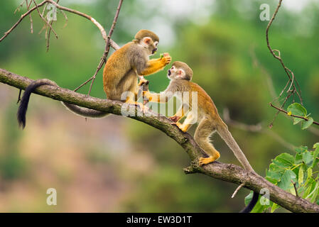 Due comuni scimmie scoiattolo (Saimiri sciureus) giocando su un ramo di albero Foto Stock