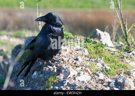 Un corvo nero seduto su una collina Foto Stock