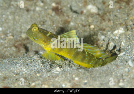 Giallo (Shrimpgoby Cryptocentrus cinctus) adulto, al burrow ingresso, Serena Besar, Lembeh Straits, Sulawesi, maggiore Sunda Islands, Indonesia, Febbraio Foto Stock