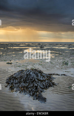 Vista di alghe coperto rock e piscine sulla spiaggia con la bassa marea, al tramonto, Reculver, Kent, Inghilterra, Agosto Foto Stock