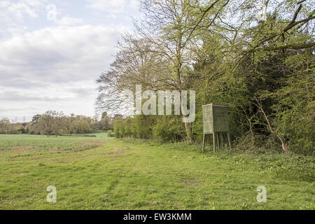 Nascondi guarda oltre bean il suo raccolto usato per cervi di scatto a Boulge Suffolk Foto Stock