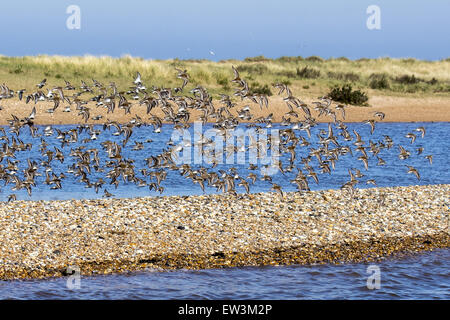 Gregge di Dunlin in volo, venendo in estate sul piumaggio shingle spit a Scolt Head Island, Brancaster Harbour, North Norfolk. Foto Stock