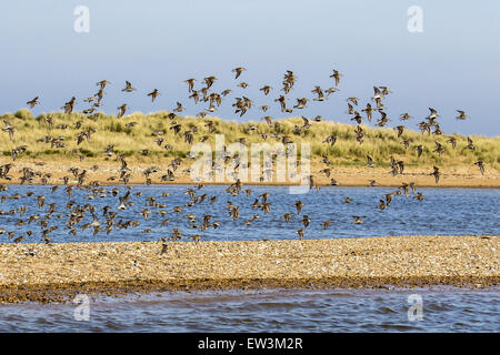 Gregge di Dunlin in volo, venendo in estate sul piumaggio shingle spit a Scolt Head Island, Brancaster Harbour, North Norfolk. Foto Stock