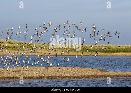 Gregge di Dunlin in volo, venendo in estate sul piumaggio shingle spit a Scolt Head Island, Brancaster Harbour, North Norfolk. Foto Stock