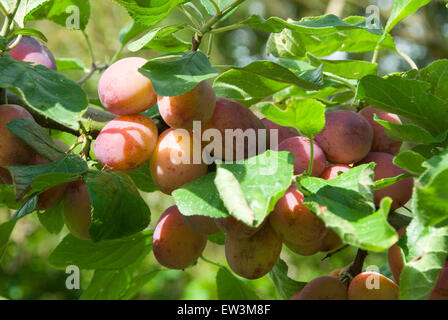 Vicino a La fronda di Victoria susino laden con frutti maturi, pronto per il raccolto, cresciuto in casa a Sheffield, Regno Unito Foto Stock