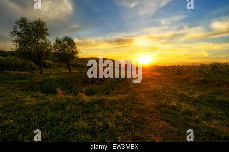 Alberi e tramonto sul campo Foto Stock