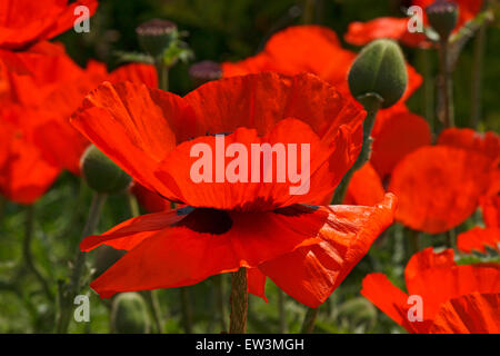 Papaveri rossi in giardino in estate Foto Stock
