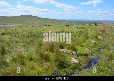 Longash Leat guardando verso King Tor, nelle vicinanze Merrivale, Parco Nazionale di Dartmoor, Devon, Inghilterra Foto Stock