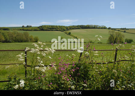 Tipico paesaggio inglese visualizza all'inizio dell'estate con fiori selvatici in primo piano, Dorset, Inghilterra