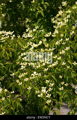 Giugno fiori di fioritura sanguinello, Cornus " Norman Hadden" Foto Stock