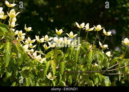 Giugno fiori di fioritura sanguinello, Cornus " Norman Hadden" Foto Stock
