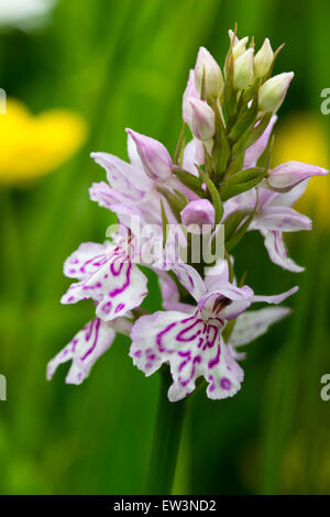 Flower spike della comune maculato, orchidea Dactylorhiza fuchsii, una specie terrestri di prati fioriti Foto Stock