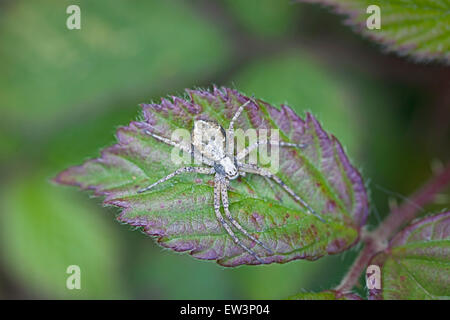 Esecuzione di ragno granchio (Philodromus cespitum) Foto Stock