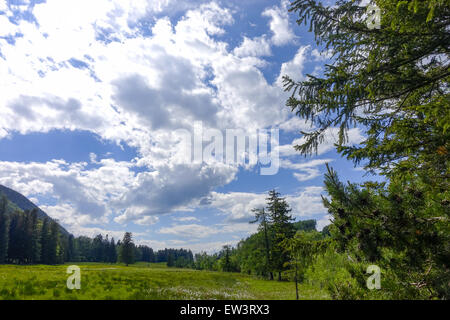 Pascolo alpino, Maumau-Wiese, Losenheim, Schneeberg, Austria Inferiore, Austria Foto Stock