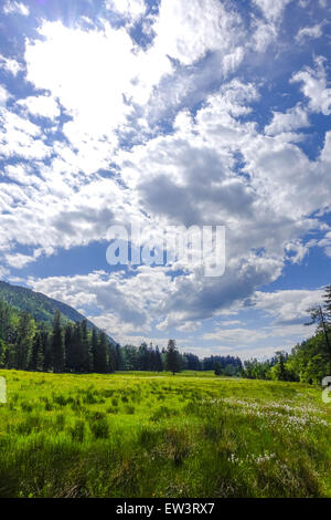 Pascolo alpino, Maumau-Wiese, Losenheim, Schneeberg, Austria Inferiore, Austria Foto Stock