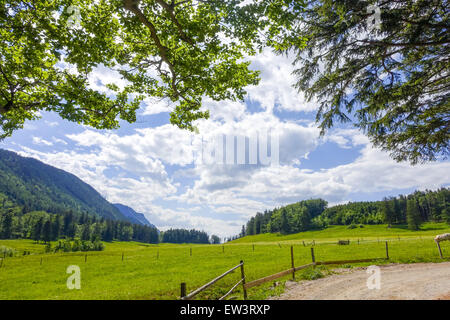 Pascolo alpino, Maumau-Wiese, Losenheim, Schneeberg, Austria Inferiore, Austria Foto Stock