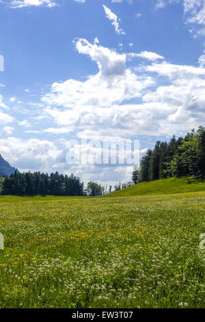 Pascolo alpino, Maumau-Wiese, Losenheim, Schneeberg, Austria Inferiore, Austria Foto Stock