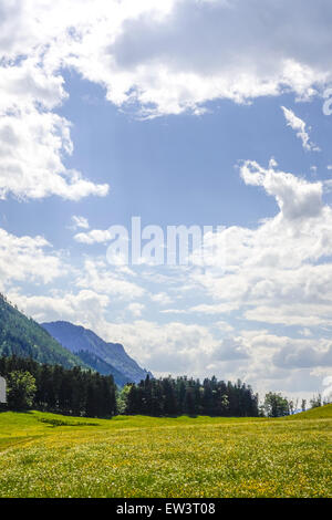 Pascolo alpino, Maumau-Wiese, Losenheim, Schneeberg, Austria Inferiore, Austria Foto Stock