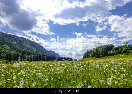 Pascolo alpino, Maumau-Wiese, Losenheim, Schneeberg, Austria Inferiore, Austria Foto Stock