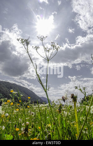 Pascolo alpino, Maumau-Wiese, Losenheim, Schneeberg, Austria Inferiore, Austria Foto Stock