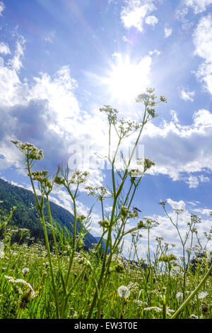 Pascolo alpino, Maumau-Wiese, Losenheim, Schneeberg, Austria Inferiore, Austria Foto Stock