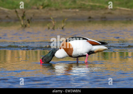 Shelduck comune (Tadorna tadorna) rovistando in acque poco profonde di stagno in Salt Marsh Foto Stock