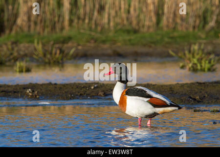 Shelduck comune (Tadorna tadorna) rovistando in acque poco profonde della Palude Salata Foto Stock