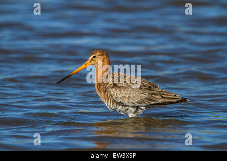 Nero-tailed godwit (Limosa limosa) rovistando in acque poco profonde e la conservazione delle zone umide Foto Stock