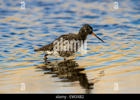 Spotted redshank (Tringa erythropus) rovistando in acque poco profonde di saltmarsh Foto Stock