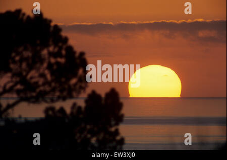 Il rame nei toni del tramonto sul mare incorniciato dalla linea di contorno di un albero Foto Stock