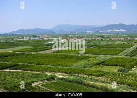 Area fertile vicino Makarska Riviera, Dalmazia, Croazia Foto Stock