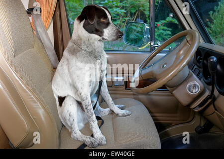 Australian Blue Heeler dog sitter nel sedile del conducente di camper van-Tofino, British Columbia, Canada. Foto Stock