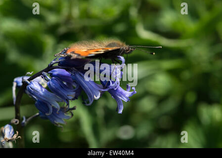 Natura; Tartaruga Butterfly alimentazione su Bluebells Foto Stock