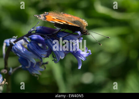 Natura; Tartaruga Butterfly alimentazione su Bluebells Foto Stock