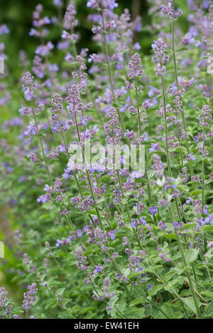 Nepeta 'Six hills giant'. Nepitella 'Six Hills Giant' Foto Stock