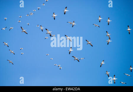 Le oche delle nevi battenti bei modelli contro un cielo blu, il Boise wildlife Mangement Area, Parma, Idaho Foto Stock