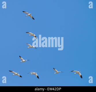 Le oche delle nevi battenti diversi modelli contro un cielo blu scuro. Ft. Boise Wildlife Management Area, Parma, Idaho Foto Stock